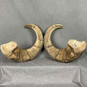 Par de Cuernos de Shofar Premium, Cuernos de Carnero Naturales Hechos a Mano de la Mejor Calidad, Instrumento Musical Tradicional Duradero para Uso Religioso - Product Image 3
