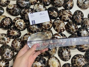 Cao Cấp Coco Coir Sản Phẩm Limpet <span class=keywords><strong>Shell</strong></span> Cho Phụ Nữ Mang Thai Cho Con bú Bé Vỏ Handmade Sea-Blue Lotus Từ Việt Nam - Product Image 4