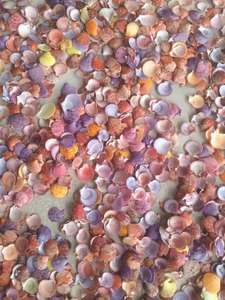 Coquilles de palourde naturelles du Vietnam, nettoyées, colorées, de tailles variées, pour l'artisanat DIY, la fabrication de bijoux, la décoration de mariage et les cadeaux - Product Image 6