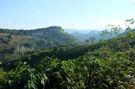 Café Arabica vietnamien de haute qualité torréfié Processus entièrement lavé de Son La - Product Image 6