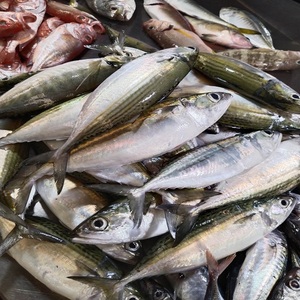 Pescado Atún Congelado a Granel, Recién Capturado y Conservado para una Larga Vida Útil y Mercados de Exportación - Product Image 1