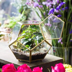Terrario de cristal para planta, gran oferta - Product Image 5