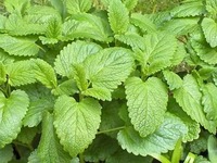 Feuilles de Mélisse Séchées de Qualité Supérieure pour la Relaxation, le Soulagement du Stress, le Soutien Digestif et le Bien-être du Sommeil – Disponible à la Vente