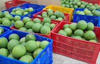 Premium verse groene pomelo met roze vruchtvlees |   100% natuurlijk zoet, hoogwaardig pomelo fruit |   Klasse 1,6 kg VS EU AU Midden-Oosten
