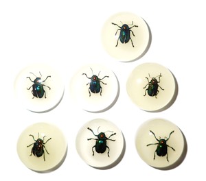 Escarabajo de Hoja Brillante, Espécimen Real, Cabujón de Plástico Redondo de 25x25 mm, Base Plana Brillante para Manualidades y Joyería - Product Image 5