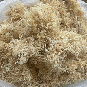 สาหร่ายกราซิลารีอาแห้งธรรมชาติ – ผู้ส่งออกและผู้จัดจำหน่ายรายใหญ่จากเวียดนาม - Product Image 1