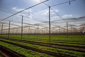 PP Grape Trellis Net Square <b>Plastic</b> Climbing Net Plant Support <b>Mesh</b> for Vineyard Agriculture - Product Image 4