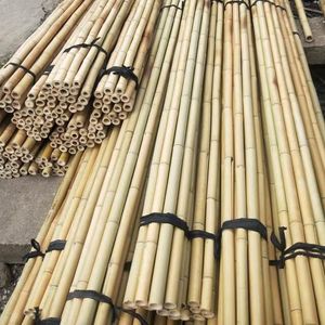 Varas de Bambú de Primera Calidad Listas para Exportación |   Caña de Bambú Natural al por Mayor para Construcción y Paisajismo - Product Image 1