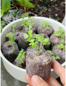 Coco Peat Pellets – Smart Growing Medium for Strong Roots, Healthy Seedlings and Sustainable Plant Growth Eco2go Vietnam - Product Image 5