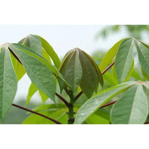 Hojas Frescas de Yuca, Ciudad de Ho Chi Minh, Vietnam |   Paquete de 500g |   Nutritivo para cocinar platos tradicionales y sopas |   Hervir por Completamente - Product Image 1