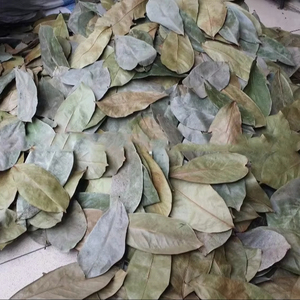 Hojas de Guanábana Secas de Origen Vietnamita, Ingrediente Vegetal para la Elaboración de Té de Hierbas y Bebidas, Suministro al por Mayor - Product Image 1