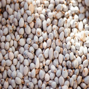 Oferta Especial en Semillas de Sorgo Blanco Natural para Alimentación Animal y Procesamiento de Alimentos, Granos Limpios de Alta Nutrición Disponibles a Buen Precio - Product Image 5