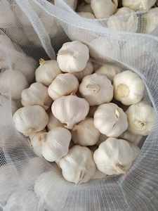 Ajo Fresco Orgánico Premium a Granel, Natural, Saludable y Nutritivo, Suministro Directo para Venta al por Menor y Exportación a Austria - Product Image 3