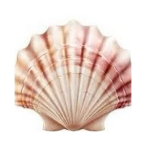 Resin Seashell Decoration Middle Size Seashell Wholesale Natural Raw Cleared <b>Abalone</b> Seashell With Resin For Home Decoration - Product Image 1
