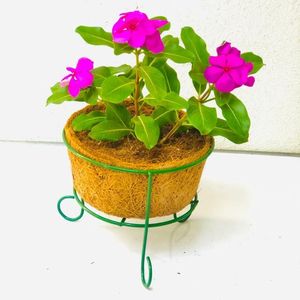 Maceta de Fibra de Coco Sostenible – Contenedor Biodegradable de Fibra Natural para Plantas de Interior y Exterior - Product Image 6