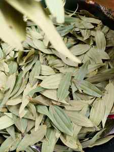 Feuilles de Laurier Vertes Séchées Conventionnelles à Forte Demande, Marque KYAARI, 30 kg, Qualité Commerciale, Épice, Durée de Conservation 12 Mois, Jaunpur - Product Image 3