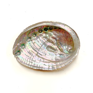<b>Abalone</b> <b>shell</b> seashells for aquarium decor & jewelry crafts producer price natural sea <b>shells</b> - Product Image 3