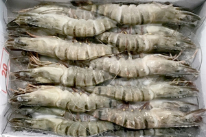 Venta de camarones Vannamei frescos congelados enteros, camarones tigre blancos y negros - Product Image 4