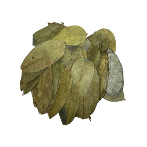 Premium Dried Soursop Leaves for <b>Tea</b> Blending - Product Image 6
