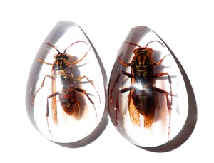 Yellow Paper Wasp Real Specimen Plastic Cabochon Pear Shape Cut <b>Top</b> 33x22 mm Clear Flat Bottom for Crafts and Jewelry Making - Product Image 1