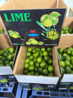 Zaadloze limoen en citroen Vietnam verse citrusvruchten groothandel bulk export hoge kwaliteit lange houdbaarheid voor sap en koken