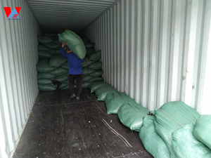 สาหร่าย Sargassum สาหร่ายทะเลแห้งสำหรับส่งออก - Product Image 6