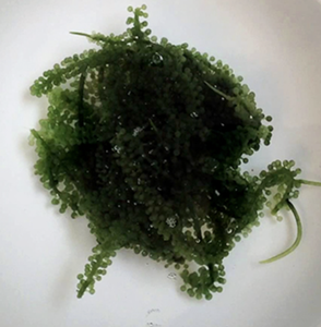 Material de Alga Marina de Uva de Mar Seleccionada, Apta para Aplicaciones Culinarias, Exportación Profesional desde Vietnam - Product Image 5