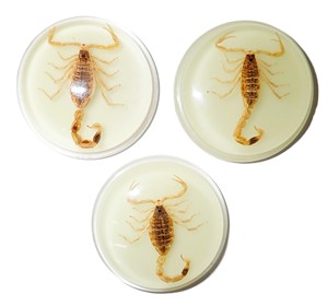 Golden Scorpion Real Specimen Plastic Cabochon Round 38.5x38.5 mm Glow Flat Bottom for Crafts and Jewelry Making - Product Image 1