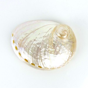 Hot sale polished cut <b>abalone</b> <b>shells</b> cheapest price sea <b>shell</b> in bulk decorative seashells - Product Image 6
