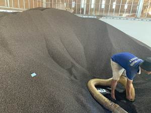 Poivre noir séché AD de haute qualité provenant d'Agrikim Vietnam, épices uniques, herbes, certifié ISO - Product Image 3