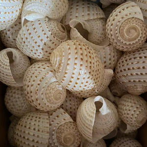 Concha de Atún Grande con Manchas de Vietnam, 10-13 cm, Concha Marina Natural para Decoración de Bodas en la Playa, Suministros para Acuarios y Manualidades - Product Image 1