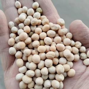 Petits pois blancs naturels, directement provenant de fournisseurs de confiance pour les commandes en gros, frais et riches en nutriments - Product Image 2