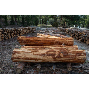 Bûches de bois dur de qualité supérieure, bûches à peler, bois massif naturel, idéal pour le pélage, la production de contreplaqué et la menuiserie - Product Image 1