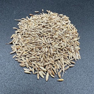 Graines de cumin de qualité supérieure pour l'approvisionnement en vrac, avec un arôme riche, une pureté naturelle et une qualité prête à l'exportation - Product Image 4