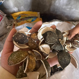 Cáscara de Naranja Deshidratada Pura de Origen Vietnamita para Sazonar Comidas y Preparar Bebidas Deliciosas por 99 Gold Data Co. - Product Image 6