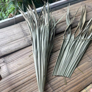 Feuilles de palmier séchées naturelles, frondes de palmier séchées au soleil, matériau de palmier non traité, feuilles de palmier préservées - Product Image 1