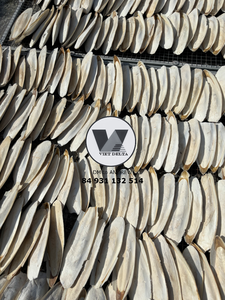 Hueso de Sepia Entero Ecológico de Alta Calidad de 15-20 cm, Hueso de Sepia Seco para Reptiles, Tortugas, Calcio, Alimento para Animales - Product Image 5