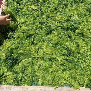 KMI Ulva Lactuca du Vietnam pour la production d'engrais, quantité en vrac à prix compétitif - Product Image 4