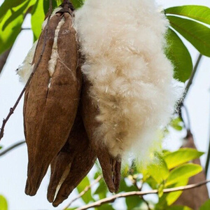 PROMOTION EXCEPTIONNELLE : Fibre de Kapok Naturelle de Qualité Supérieure en Gros pour Oreillers et Filets à Oiseaux / Prix le Plus Bas - Product Image 1