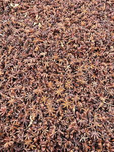 Anís Estrellado Entero de Alta Calidad, Marca IIGlobal de Vietnam, Secado y Procesado, 2.5 cm de Diámetro, 100% Puro y Natural, Especias de Calidad de Exportación - Product Image 2