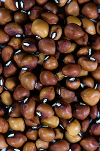 Haricots Matki Entiers de Qualité Supérieure, Naturels, Riches en Protéines, Qualité Alimentaire, Qualité Export, Approvisionnement en Vrac, Inde - Product Image 1