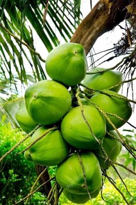 มะพร้าวน้ำหอมเวียดนามพรีเมียม - หวานธรรมชาติ คุณภาพสูง อายุการเก็บรักษายาวนาน // คุณทอม - Product Image 2