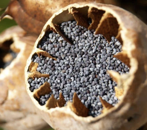 Graines de pavot de haute qualité, graines de pavot en vrac de haute qualité, graines de pavot séchées naturelles, approvisionnement pour la fabrication alimentaire et la vente en gros - Product Image 1