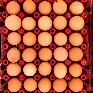 Huevos de Gallina Blancos y Marrones de Alta Calidad para Distribuidores de Alimentos, Cuidadosamente Clasificados, Stock Fresco, Bandejas Seguras y Exportación a Granel - Product Image 6