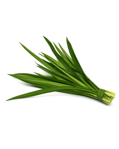 LAS HOJAS DE PANDAN NATURALES PROPORCIONAN UN SABOR DE ALTA CALIDAD A LOS POSTRES Y BEBIDAS A PRECIOS COMPETITIVOS PARA EXPORTACIÓN EN 2026. - Product Image 6