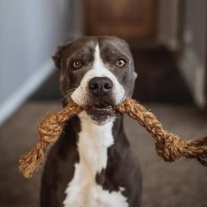 Juguete Masticable de Cuerda de Coco Ecológico para Perros y Gatos, el Más Vendido, Duradero, para el Cuidado Dental, Alivio del Estrés, Entrenamiento, Interior, Cumpleaños/Halloween - Product Image 5