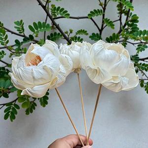 Fleurs en bois de Sola VADEE SOLA WOOD FLOWER, faites à la main, durables, pivoine clair de lune, 8,5 cm, tige en fibre de plantes de Sésbanie, de Thaïlande - Product Image 6