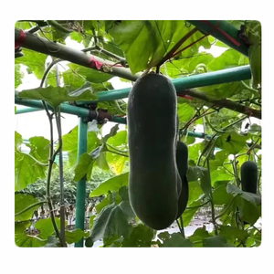 เสาแขวนต้นไม้ FRP รุ่นใหม่ สำหรับมะเฟือง ฝรั่ง และเมลอนต่างๆ - Product Image 6