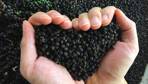 Best Price 550GL Black Pepper Powder finely ground spice perfect for seasoning <b>skewers</b> grilled meat and hot pot - Product Image 6