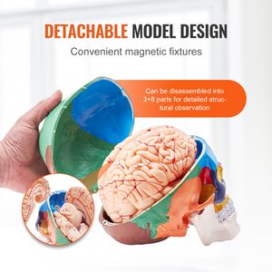 Modelo de Cráneo Anatómico de PVC de Tamaño Real, 8 Partes del Cerebro Humano y 3 Partes del Cráneo Pintadas, Anatomía Desmontable para Uso Escolar - Product Image 4